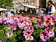 Bozner Blumenmarkt am 30.04.+01.04.2011 (Foto: ©Fotos: Verkehrsamt der Stadt Bozen. Alex Filz)